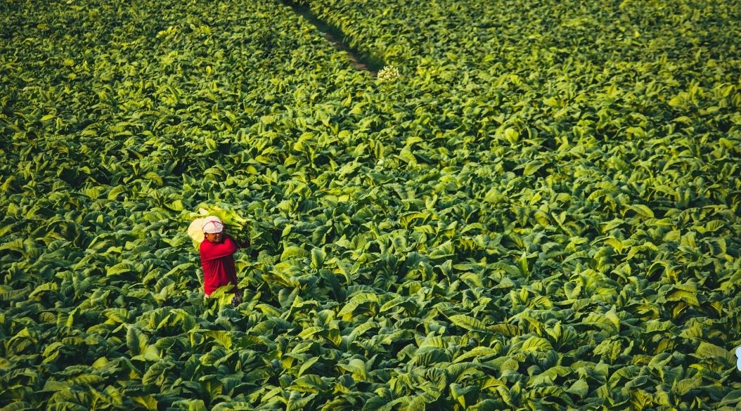 Industria del tabaco-dia mundial sin tabaco