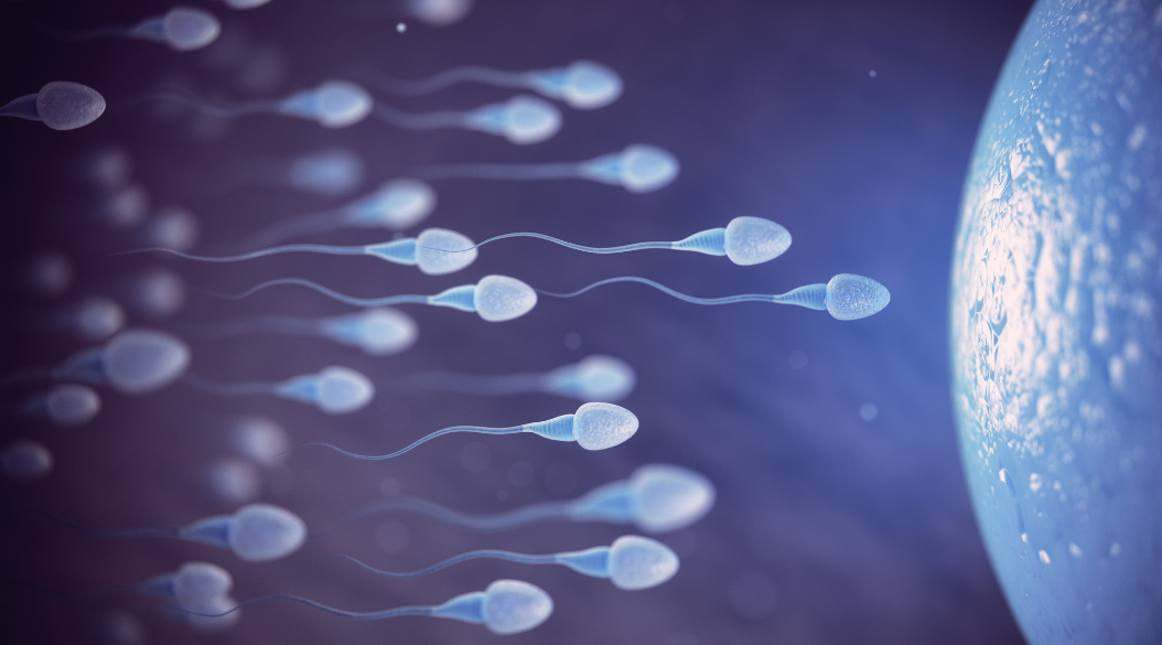 espermatozoide-ovulacion-esperma-fertilidad