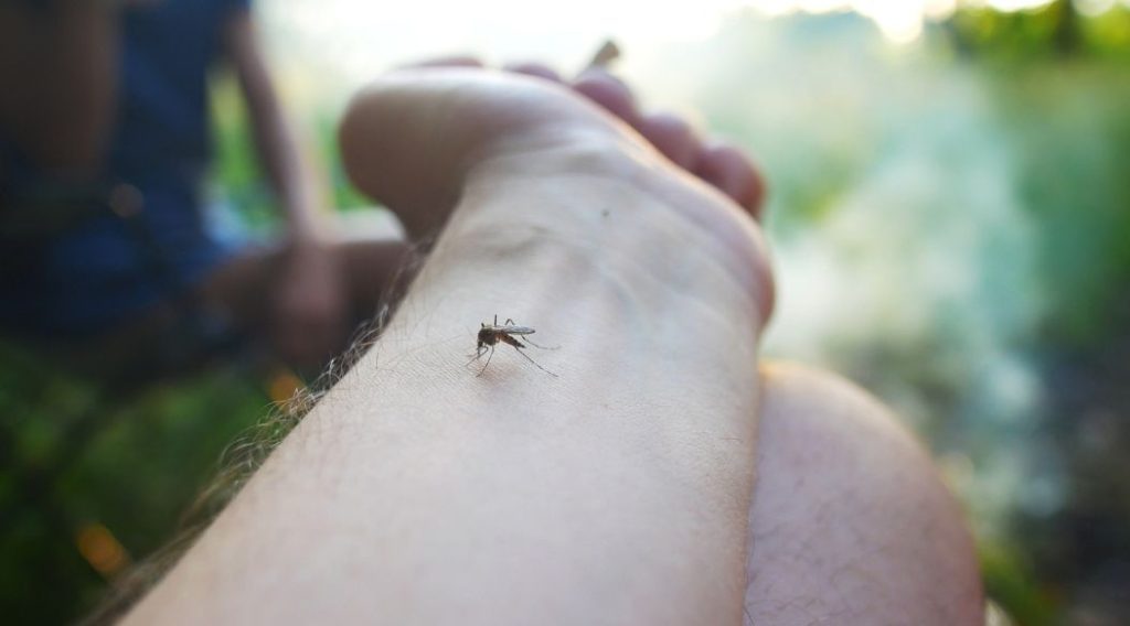 Leishmaniasis-mosquito-dengue